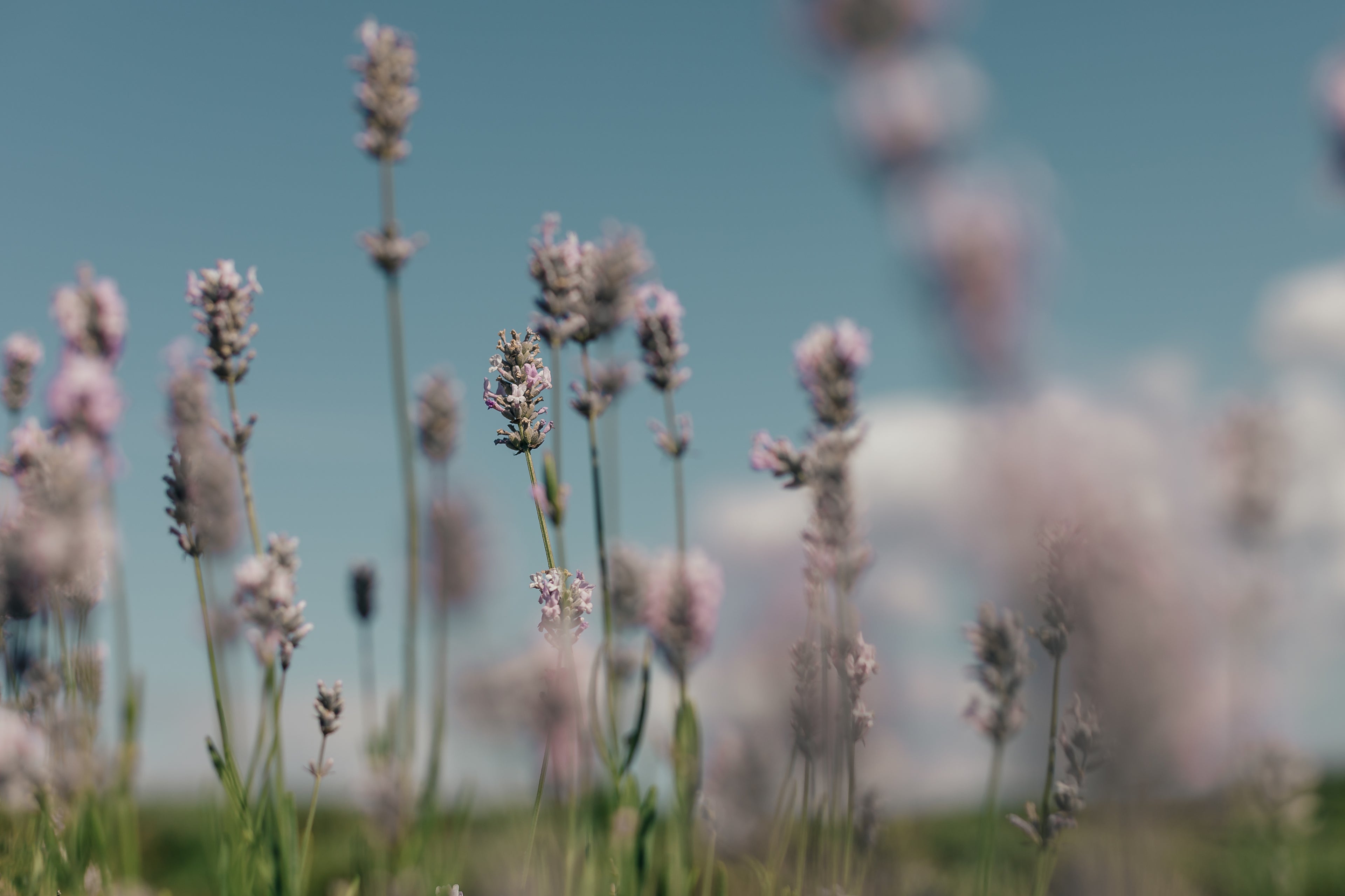 Wheat Bag Heaven lavender field