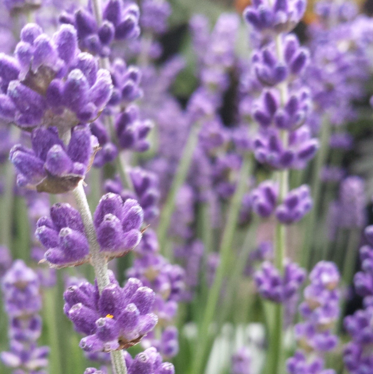 Lavender field.