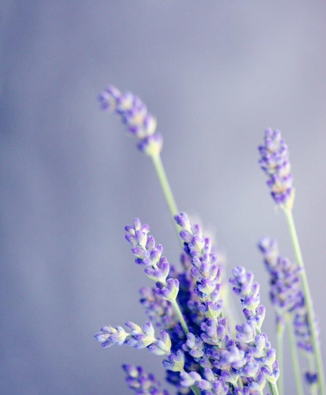 Freshly cut English lavender sprigs in the foreground against a hazy background