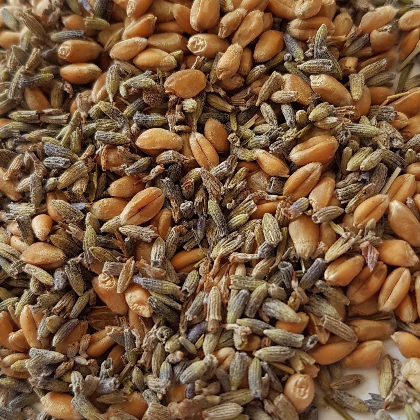 English lavender buds mixed with Somerset whole wheat, filling used for WheatBagHeaven wheat bags