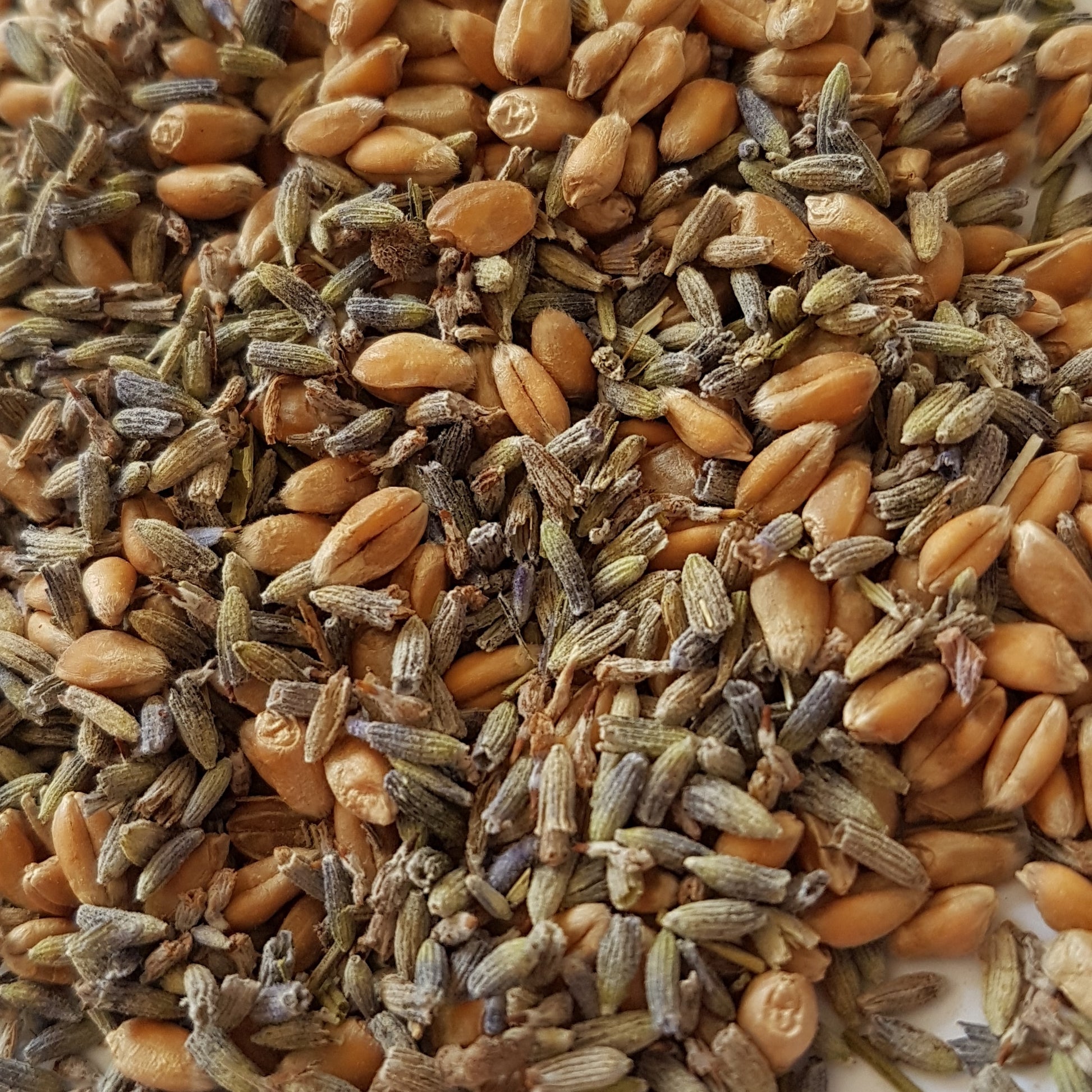 WheatBagHeaven wheat bag filling of Somerset whole wheat grains and dried lavender buds, mixed and combined for the ultimate best self care experience 