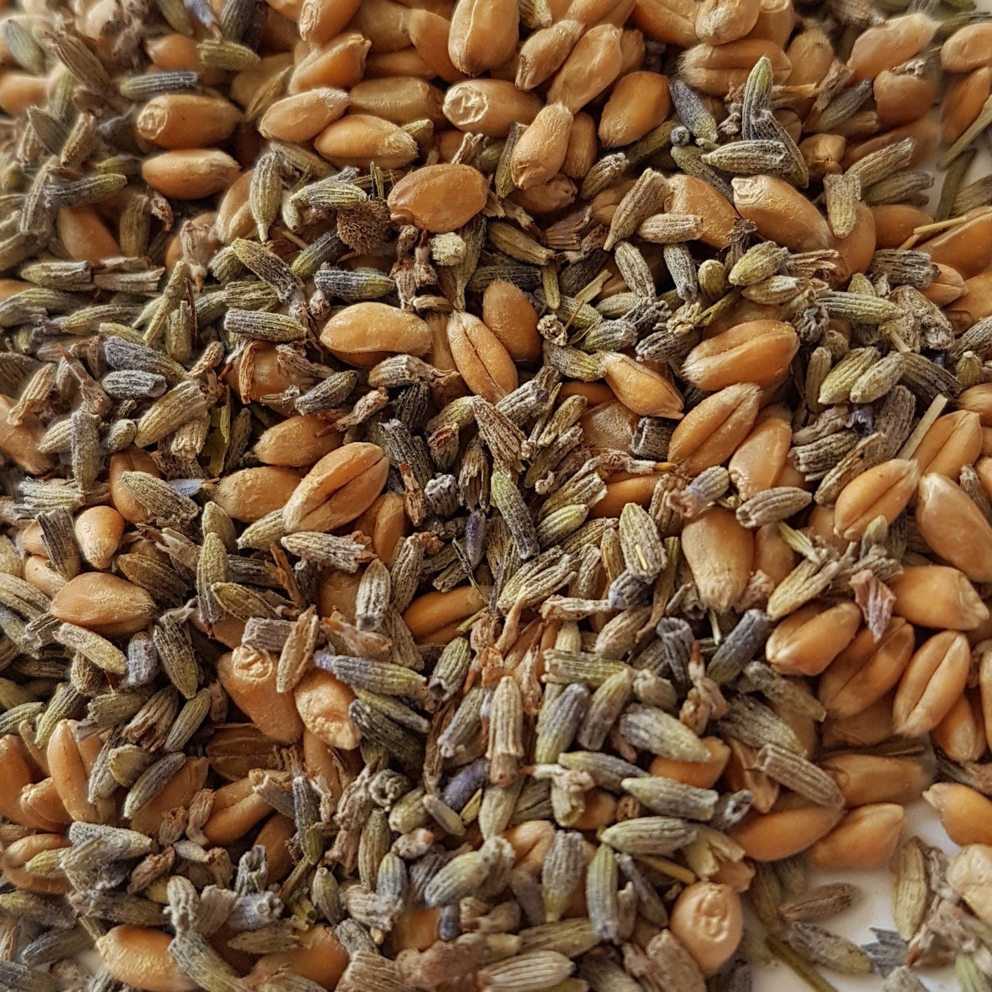 a mix of lavender flower and whole wheat used to fill our wheat bags at wheatbagheaven.com